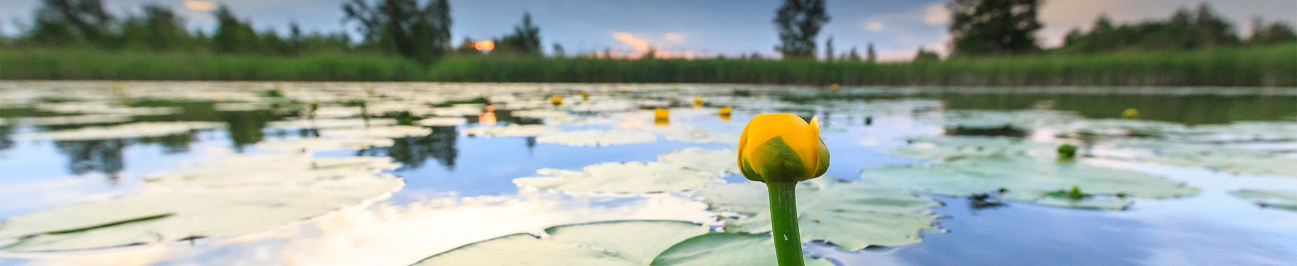 /bestanden/afbeeldingen/Natuur/Projecten/Schil_Naardermeer/Header Schil Naardermeer.jpg